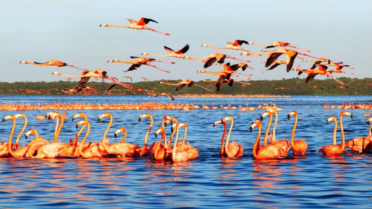 celestun tour flamingos